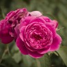 Rose de Damas