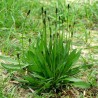 Hydrolat de plantain bio direct producteur - Plantago