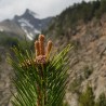 Macérât de bourgeon de pin des montagnes bio direct producteur - Plantago