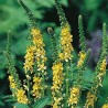 Extrait hydro-alcoolique d'aigremoine bio direct producteur - Plantago