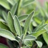 sauge officinale
