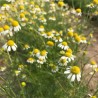Extrait hydro-alcoolique de matricaire bio direct producteur - Plantago