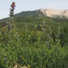 fleurs d'hysope