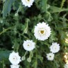 camomille romaine