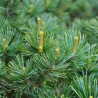 pin sylvestre