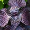 shiso pourpre ou perilla