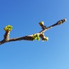 bourgeons de ginkgo biloba