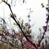 bourgeons d'arbre de judée