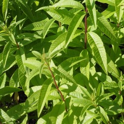 verveine citronnée ou odorante
