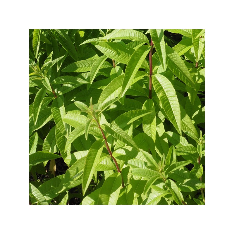 verveine citronnée ou odorante
