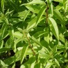 verveine citronnée ou odorante