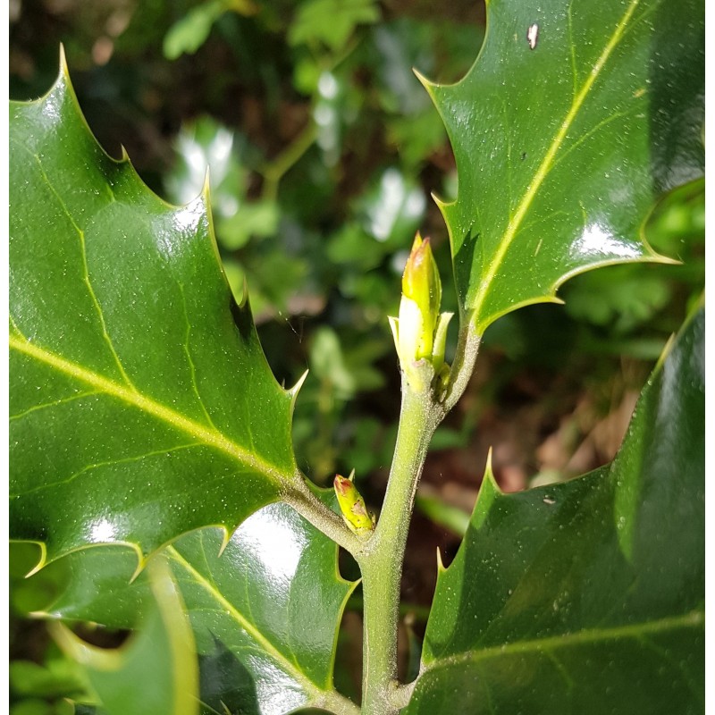 jeunes pousses de houx