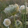 fleurs de carotte sauvage