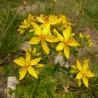 fleurs de millepertuis