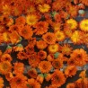 fleurs de calendula au séchage