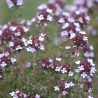 Thym sauvage en fleurs