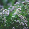 fleurs d'origan