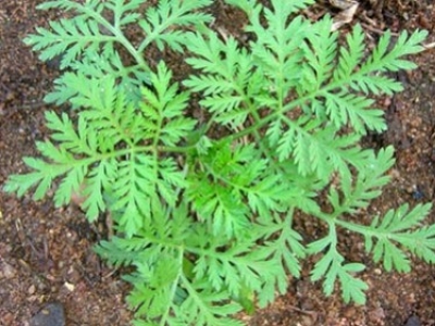 Artemisia annua, l'Armoise de Chine