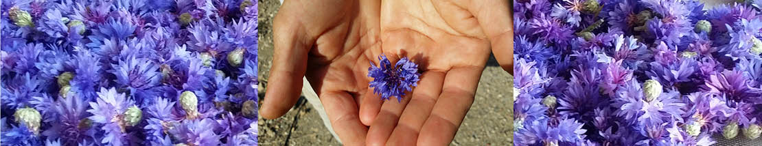 fleurs de bleuet en cours de séchage